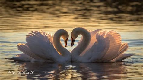 Pair of Swans #hearts in 2024 | Swan pictures, Swan photography, Swan love