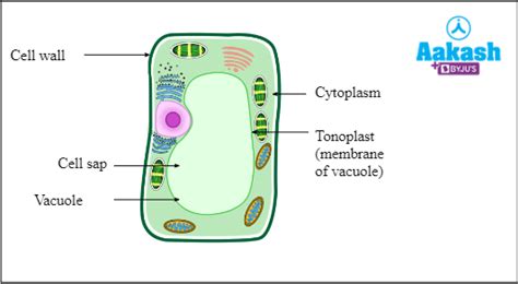 Vacuole Structure