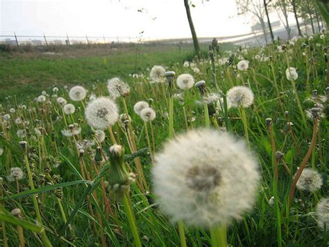 Explainer: what is thunderstorm asthma?