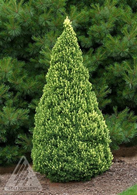 Picea glauca ' Rainbows End ' Dwarf Alberta Spruce | Dwarf alberta spruce, Dwarf evergreen trees ...