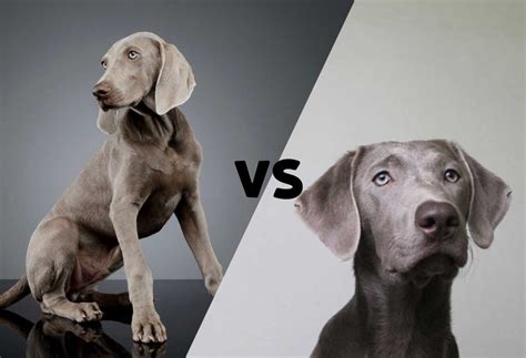 Silver Labrador vs Weimaraner - PatchPuppy.com