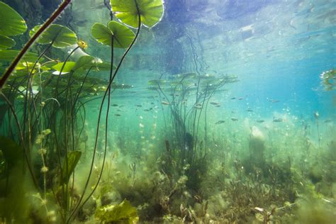 Water Weeds - Types of water weeds, submersed, floating & emergent ...