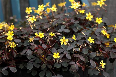 Pacific Horticulture Society | Oxalis Care