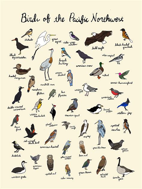 Birds of the Pacific Northwest Print 9x12 or 11x17 Oregon - Etsy Canada