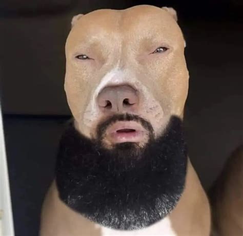 Light skin dog pose | Something To Laugh At | Funny black memes, Light ...