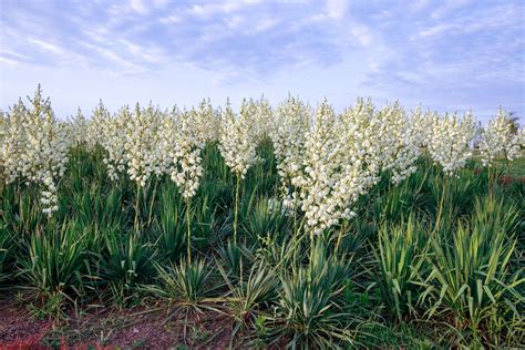 Yucca | Desert Plant, Flowering Shrub, Evergreen Tree | Britannica