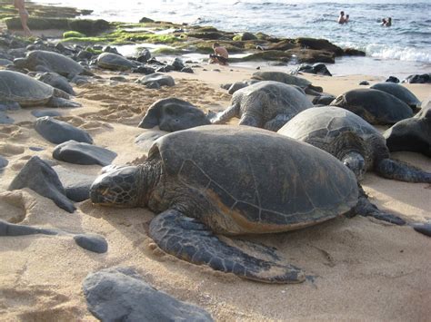 Maui Vacation Guide: Green Sea Turtles Bask in the Sun on a Maui Beach