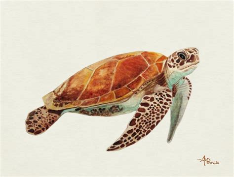 Artwork by Ángeles M. Pomata. | Turtle watercolor, Turtle art, Turtle painting