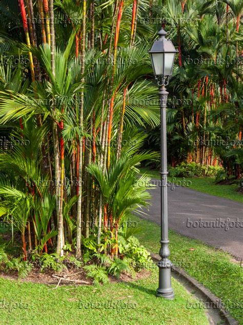 Image Sealing wax palm (Cyrtostachys renda) - 411064 - Images of Plants ...