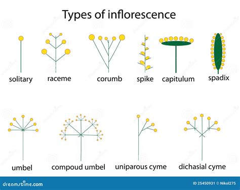 Types D'inflorescence Image stock - Image: 25450931