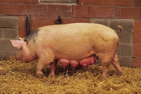 Livestock - Sideview of a sow pig with full udders / near Vermilion, Minnesota, USA. - Stock ...