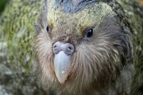 Could You Save the Endangered Kakapo? | The Bassic Sax Blog