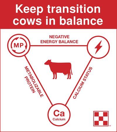 3 Keys to Fresh Cow Success | Purina Animal Nutrition