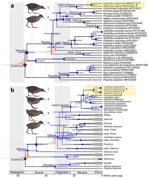 Dated phylogenies of the family Rallidae showing the origin of the... | Download Scientific Diagram