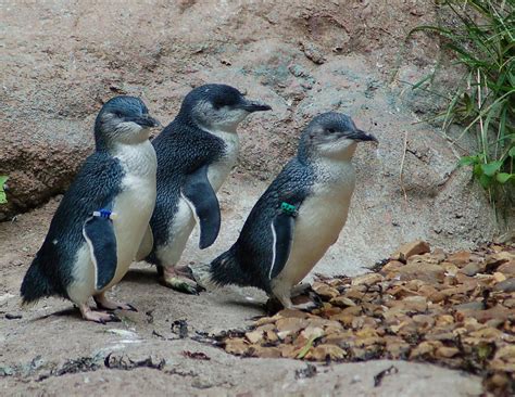 Little Blue (Fairy) Penguin | Online Learning Center | Aquarium of the ...