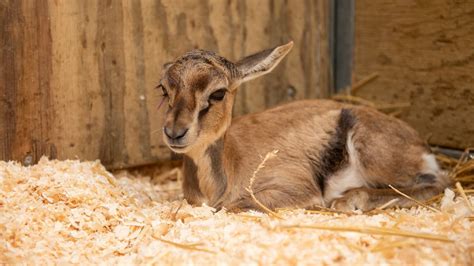 It's a girl! Columbus Zoo introduces new baby gazelle