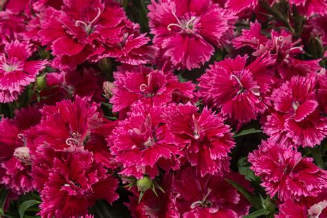 Dianthus Constant Promise® – Green Fuse Botanicals Inc.