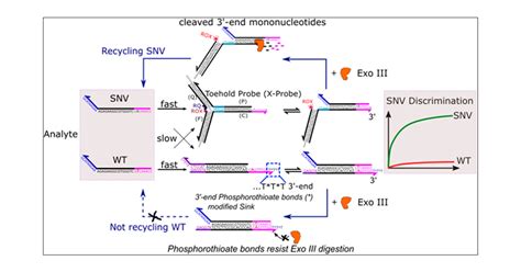 Nucleic Acid Self-Assembly Circuitry Aided by Exonuclease III for Discrimination of Single ...