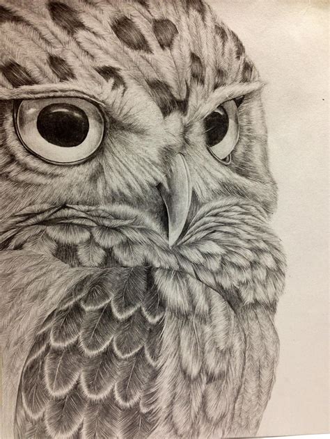 Pencil drawing. Owl - Imgur | Owls drawing, Bird drawings, Art drawings ...