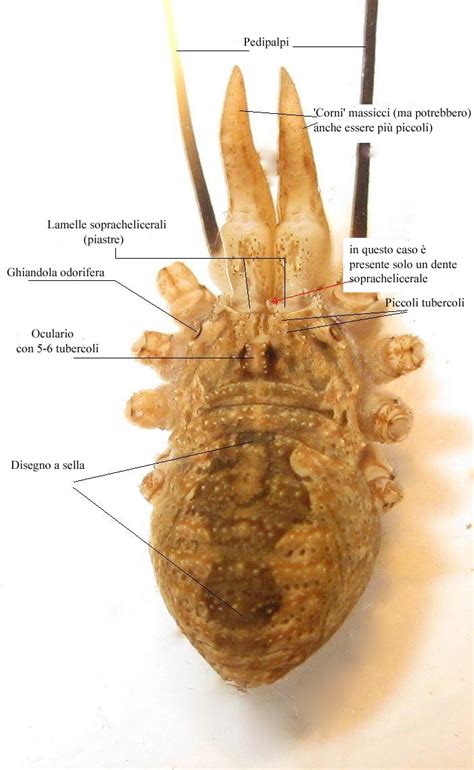 Opiliones d'Italia: elenco, fotografare, specie simile, ecc. , Natura ...