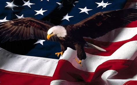 American Flag Eagle. American Flags. American flag eagle, Patriotic ...