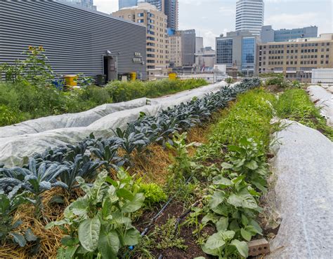 Urban Farming Can Actually Be Pretty Productive - Modern Farmer