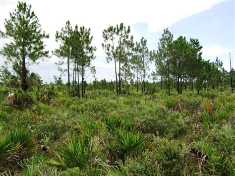 Miami’s endangered pine rocklands native forest | Climate and ...