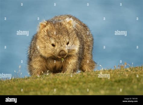 Wombat eating hi-res stock photography and images - Alamy