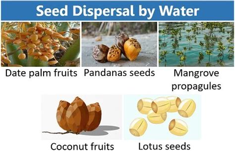 Seed Dispersal in Plants - Definition, Key Points, Methods & Importance ...