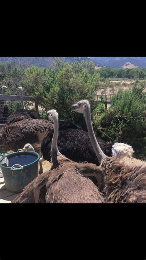 Ostrich farm in Solvang, AZ | California travel, Solvang, Travel