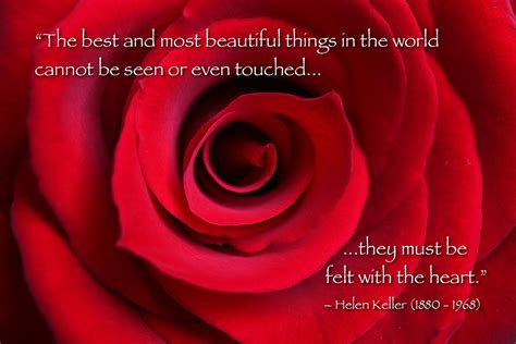 Red Rose macro with Helen Keller quote | Red rose blossom ma… | Flickr