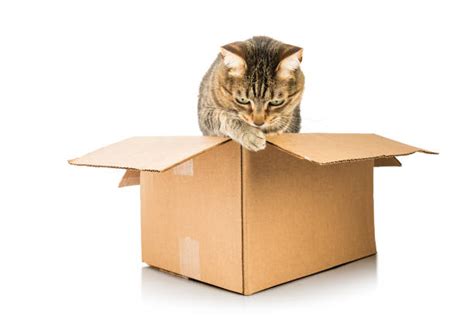 190+ Cat Jumping Out Of Box Stock Photos, Pictures & Royalty-Free ...