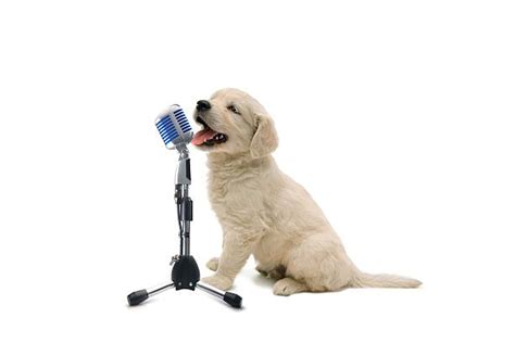 3,600+ Dog Singing Stock Photos, Pictures & Royalty-Free Images - iStock