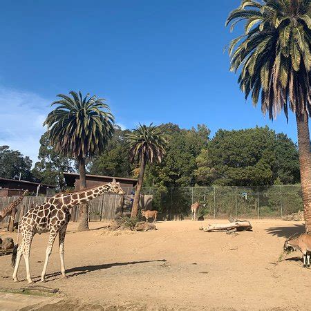 Oakland Zoo - 2020 All You Need to Know BEFORE You Go (with Photos) - Tripadvisor