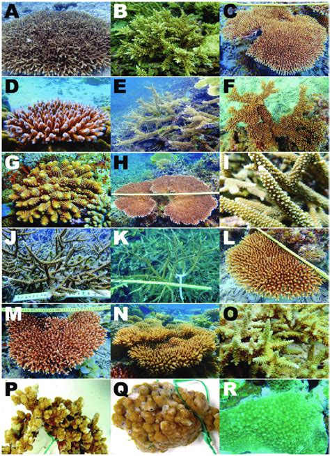 Fifteen Acropora, two Montipora, and Astreopora species for which we ...