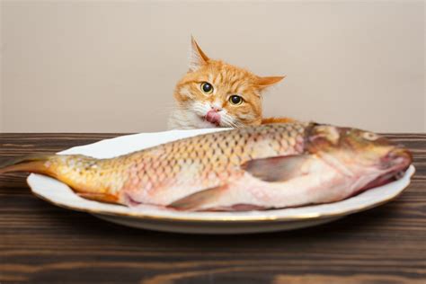 Why Do Cats Like Fish? | What You Should Know About Fish For Cats