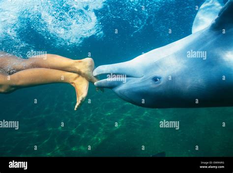 Hawaii, Bottlenose Dolphin (Tursiops Truncatus) Swimming Upside-Down ...