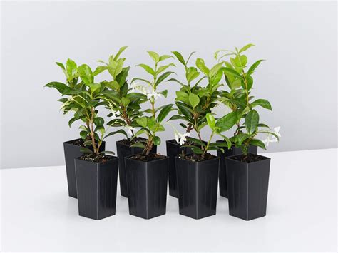 Jasmine Plants for Sale | Buy Online Aus | Plants in a Box