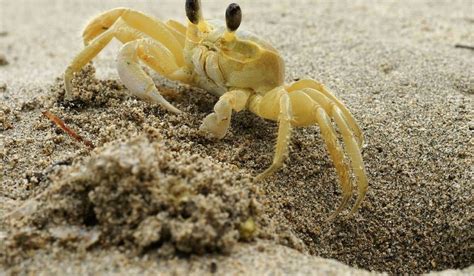 Ghost Crabs: Characteristics, anatomy and habitat