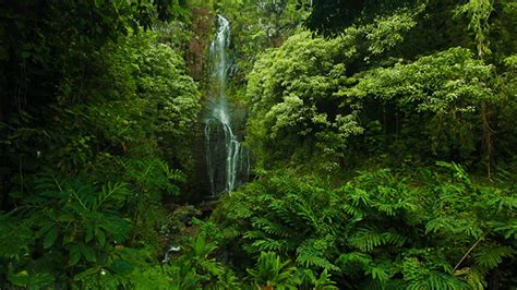 Rain Forest Beauty GIF by Jerology - Find & Share on GIPHY