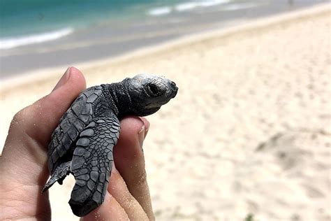 Rare Olive Ridley Sea Turtle Nest Discovered on Oʻahu | NOAA Fisheries