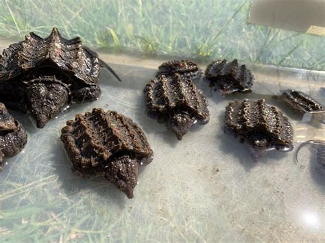 baby alligator snapping turtle habitat - Sick-Ass Chatroom Photographs