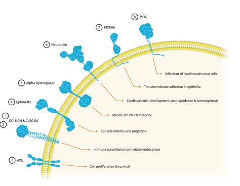 Cellular Receptors for Viral Entry - The Native Antigen Company