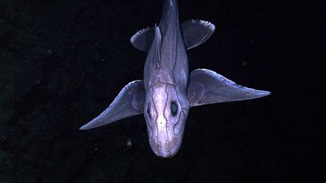 Rare alien-looking baby ghost shark found off New Zealand | KidsNews