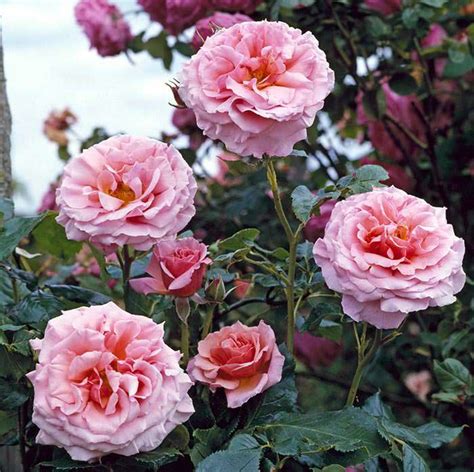 Rambling or Climbing Roses - Difference, Best Varieties, Which to Choose