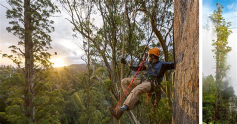 We Spent 67 Days Photographing One of the World's Tallest Trees | PetaPixel