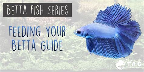 Betta Fish Series - Betta Fish Food Guide