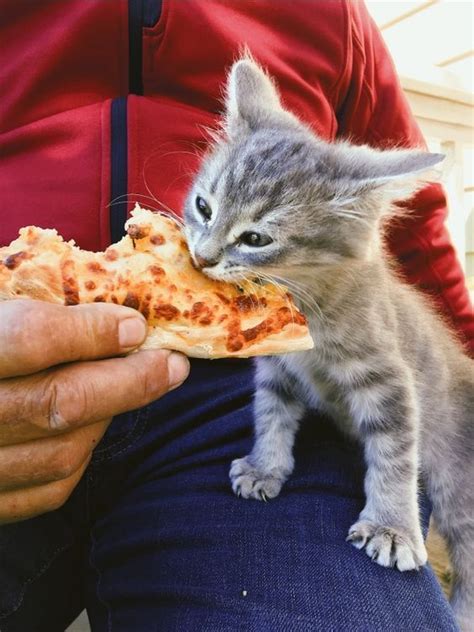 43 Top Images Can Cats Eat Pizza Rolls - 'Wrap and Roll' Recipes for ...