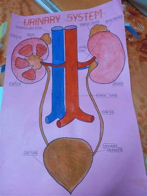 Diagram | Biology diagrams, Human body science projects, Medical school stuff