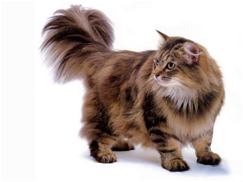 [JLM scans - Cat Breed] Norwegian Forest Cat Brown Classic Tabby; Image ONLY